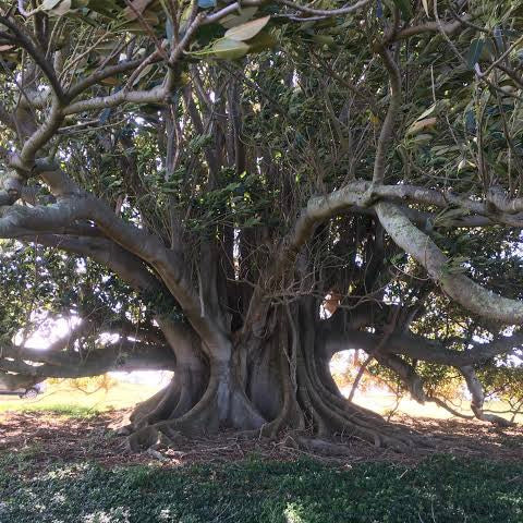 Moreton Bay Fig - Ficus macrophylla