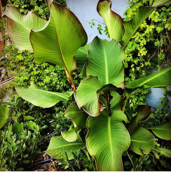 Canna edulis / QLD Arrowroot ‘Rojo’ - Edible Jungle Nursery