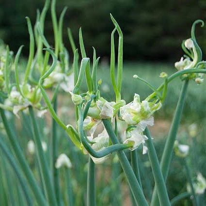 Egyptian Walking Onion NEW