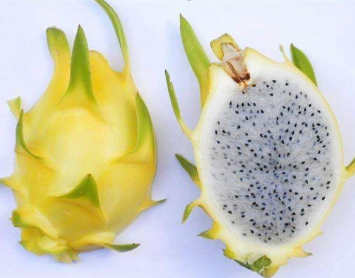 Dragon Fruit ‘ISIS / Aussie Gold’