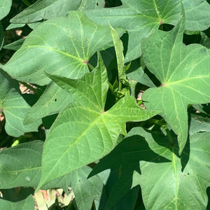 Sweet Potato ‘Hawaiian Purple’