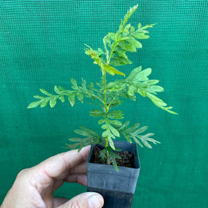Silky Oak - Grevillia robusta