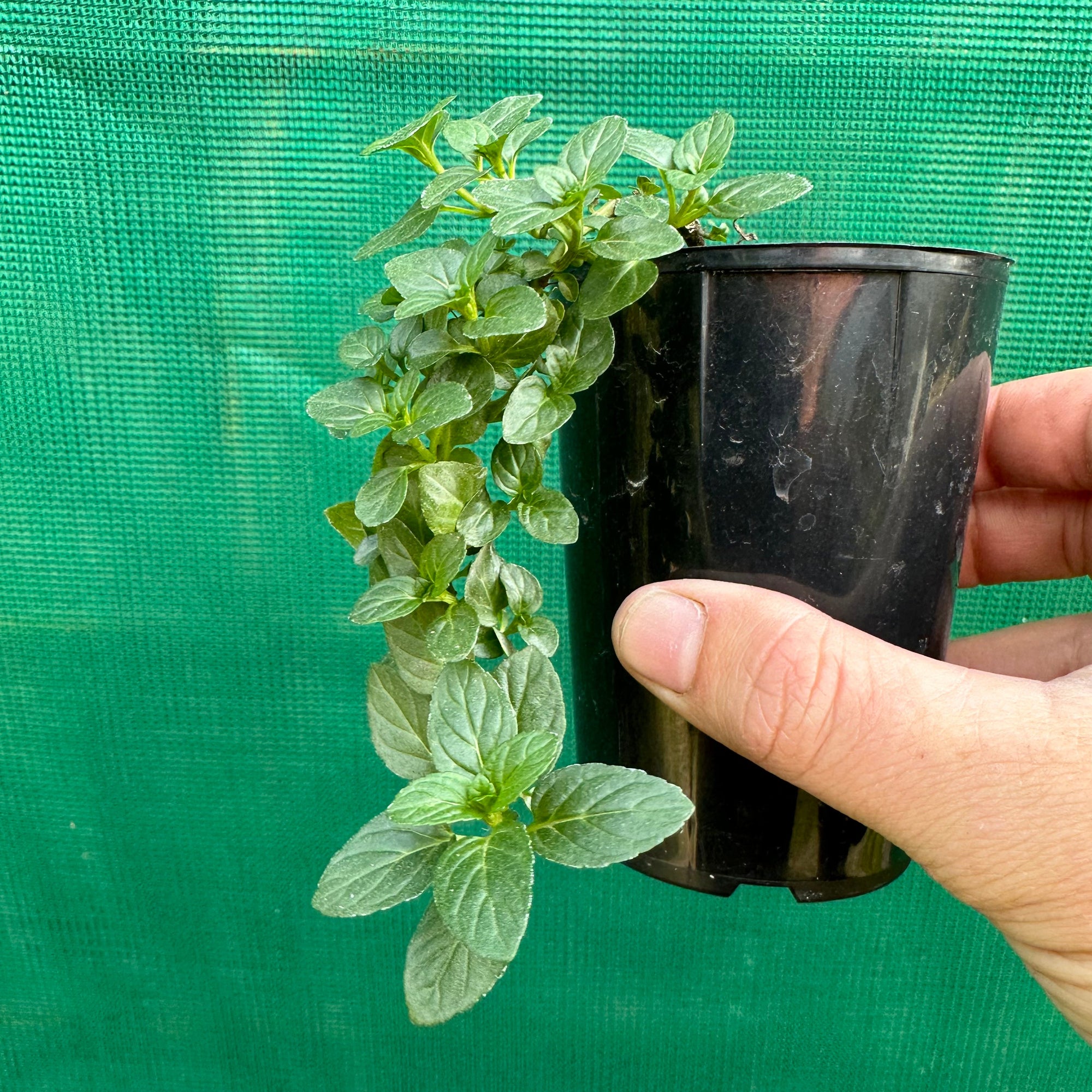 Peppermint - Mentha piperita