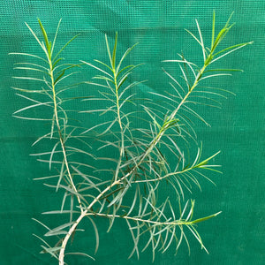Honey Myrtle - Melaleuca Armillaris