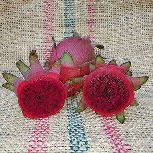 Dragon Fruit ‘Lisa’