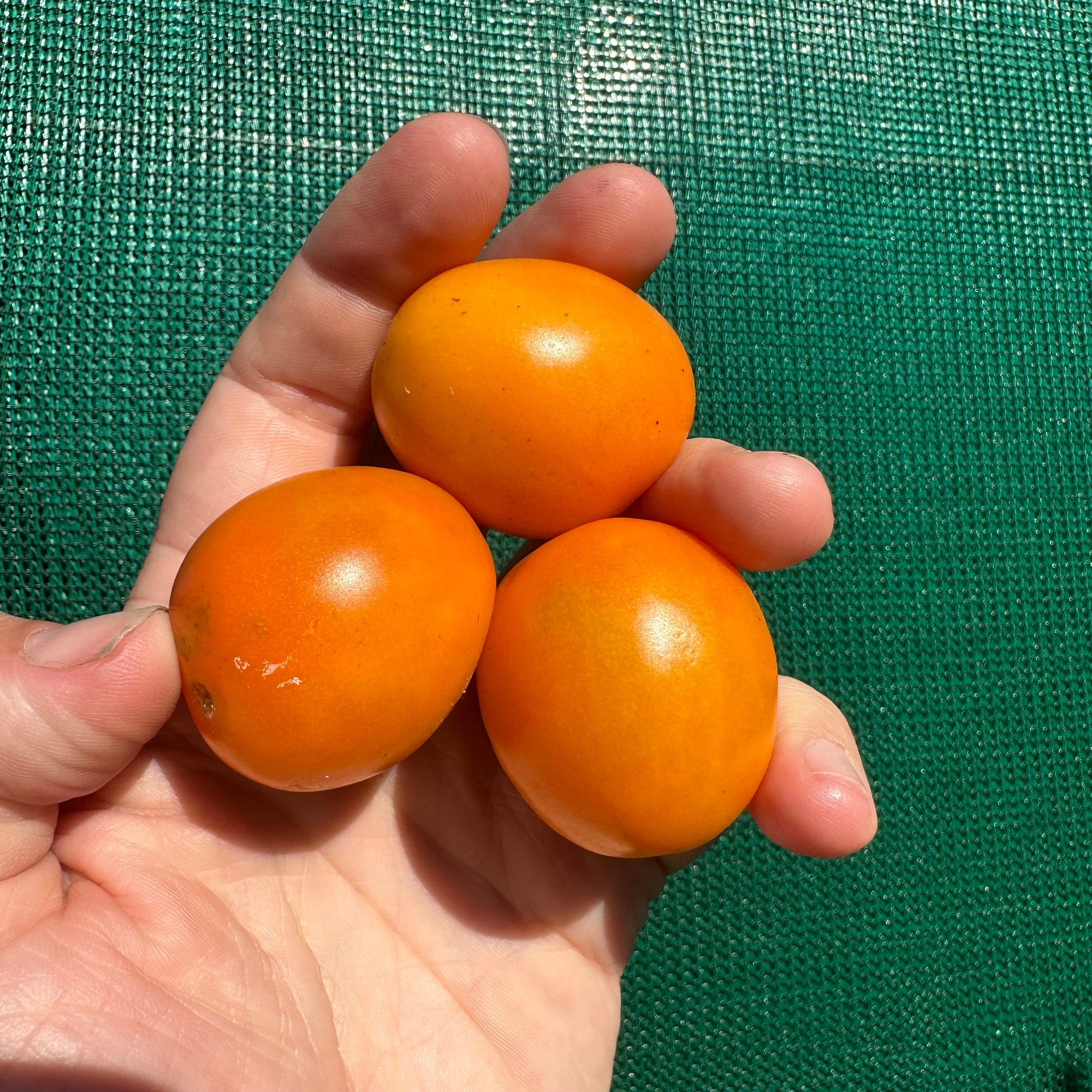 Mini Orange Tomato