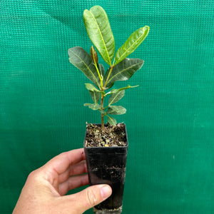 Tuckeroo Tree - Cupaniopsis anacardioides