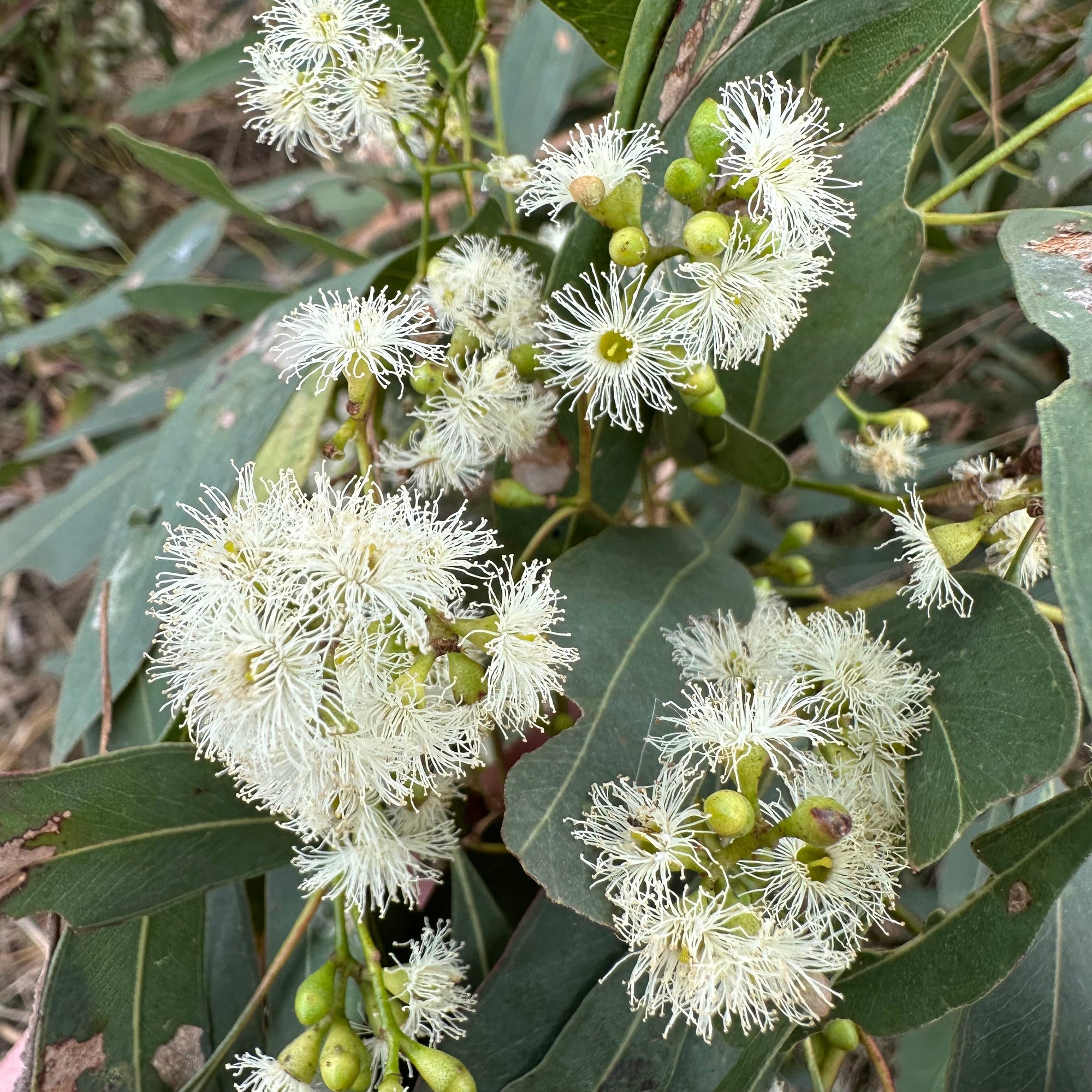 Ironbark - Eucalyptus crebra