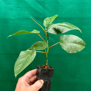 Moreton Bay Fig - Ficus macrophylla