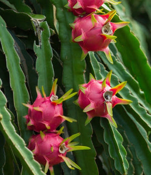 Dragon Fruit ‘Red’