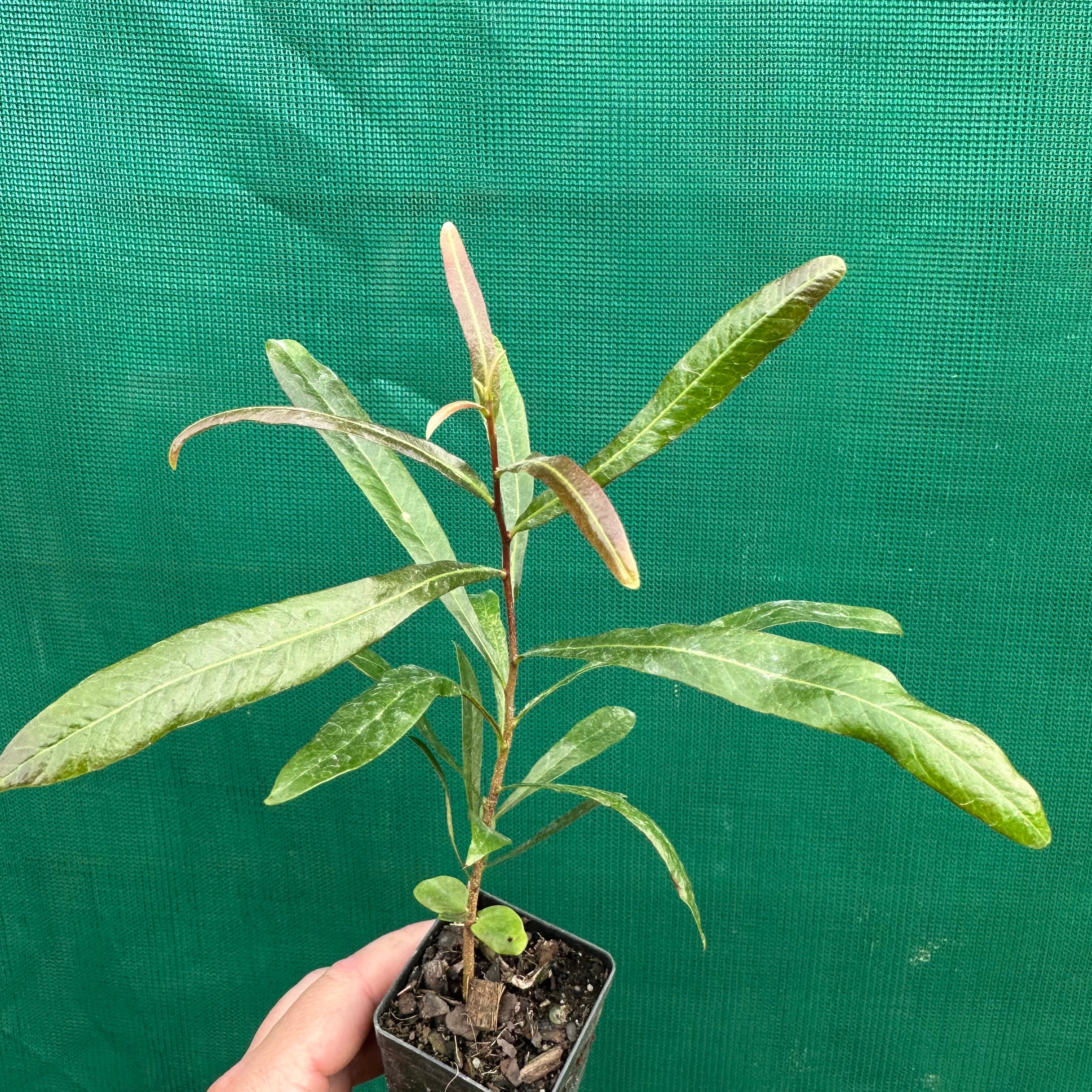 Ivory Curl Tree - Buckinghamia celsissima - Edible Jungle Nursery