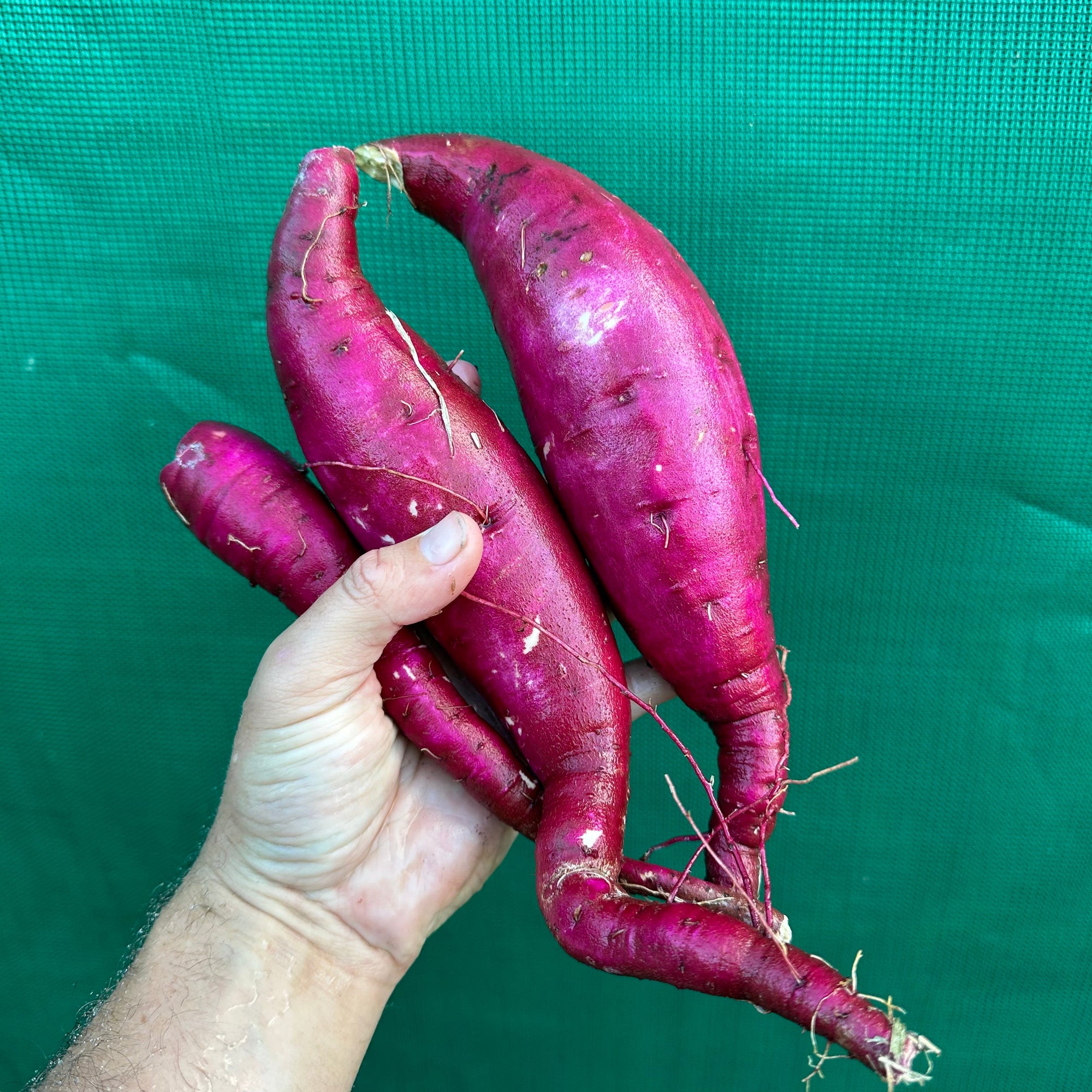 Sweet Potato ‘Purple Raven’