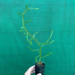Brown Wattle - Acacia brunioides