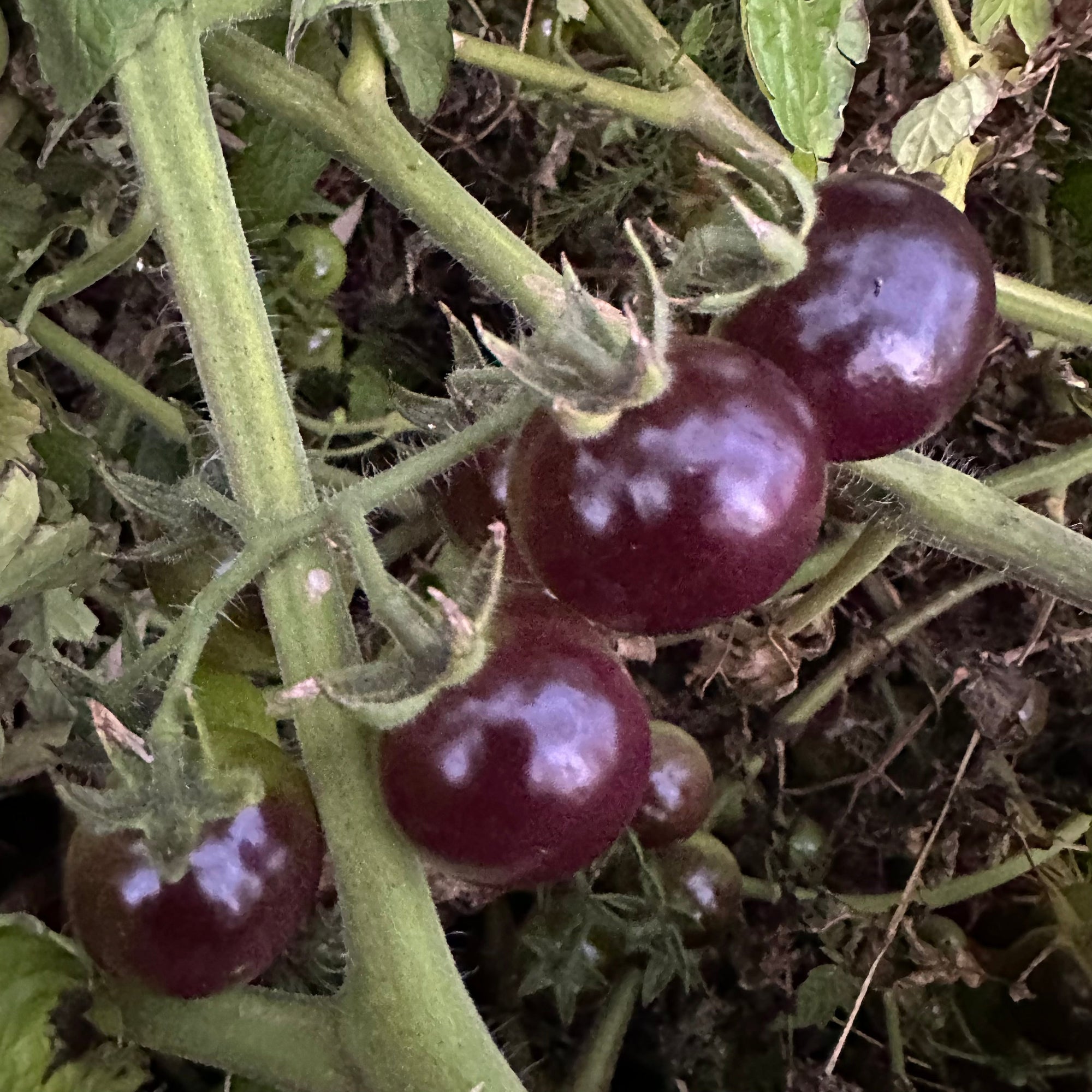 Purple Cherry Tomato