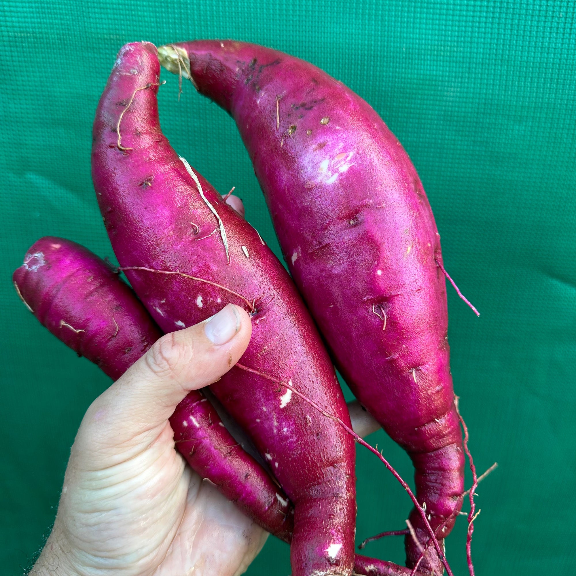 Sweet Potato ‘Purple Raven’