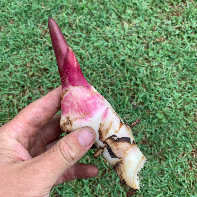 Canna edulis / QLD Arrowroot ‘Rojo’ - Edible Jungle Nursery