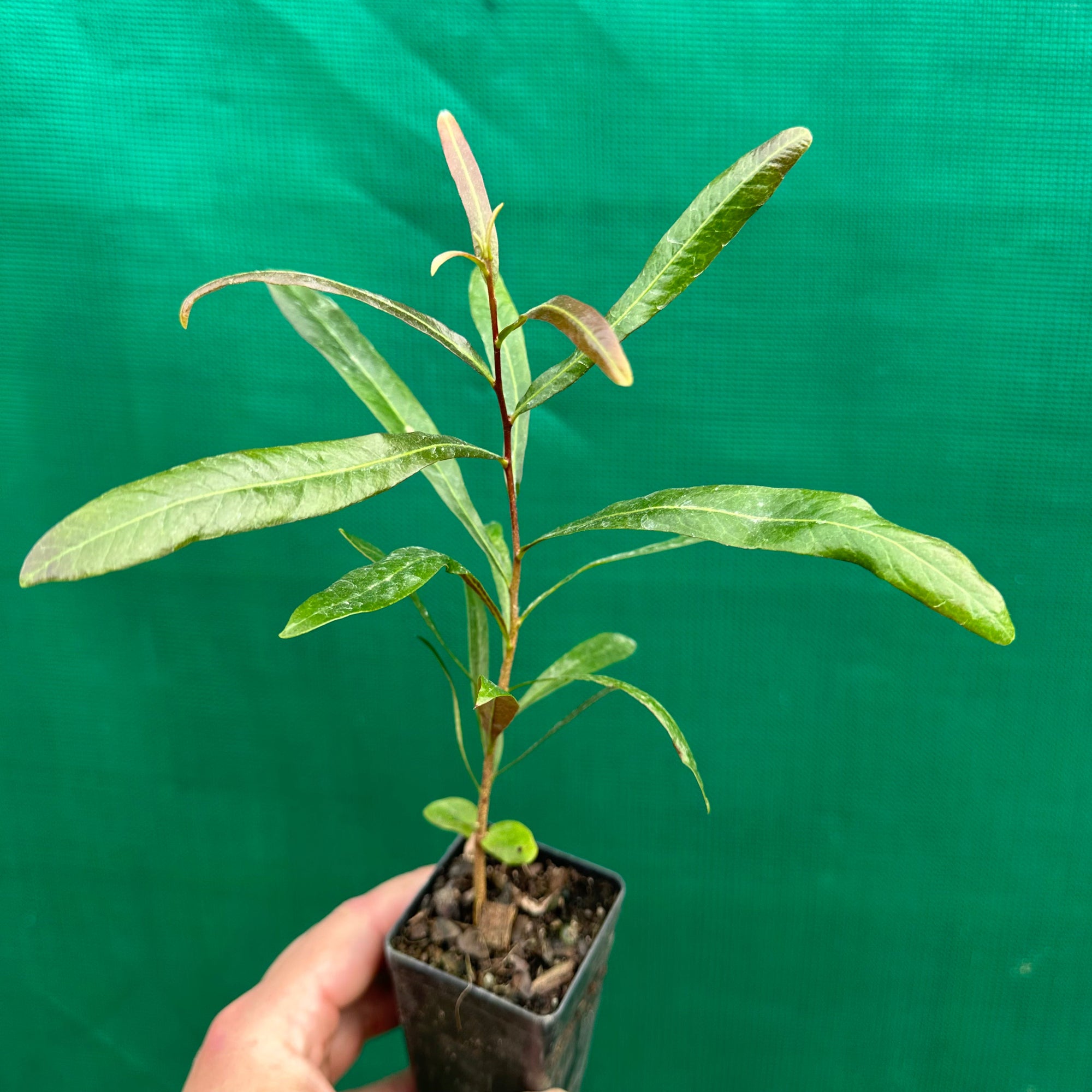 Ivory Curl Tree - Buckinghamia celsissima