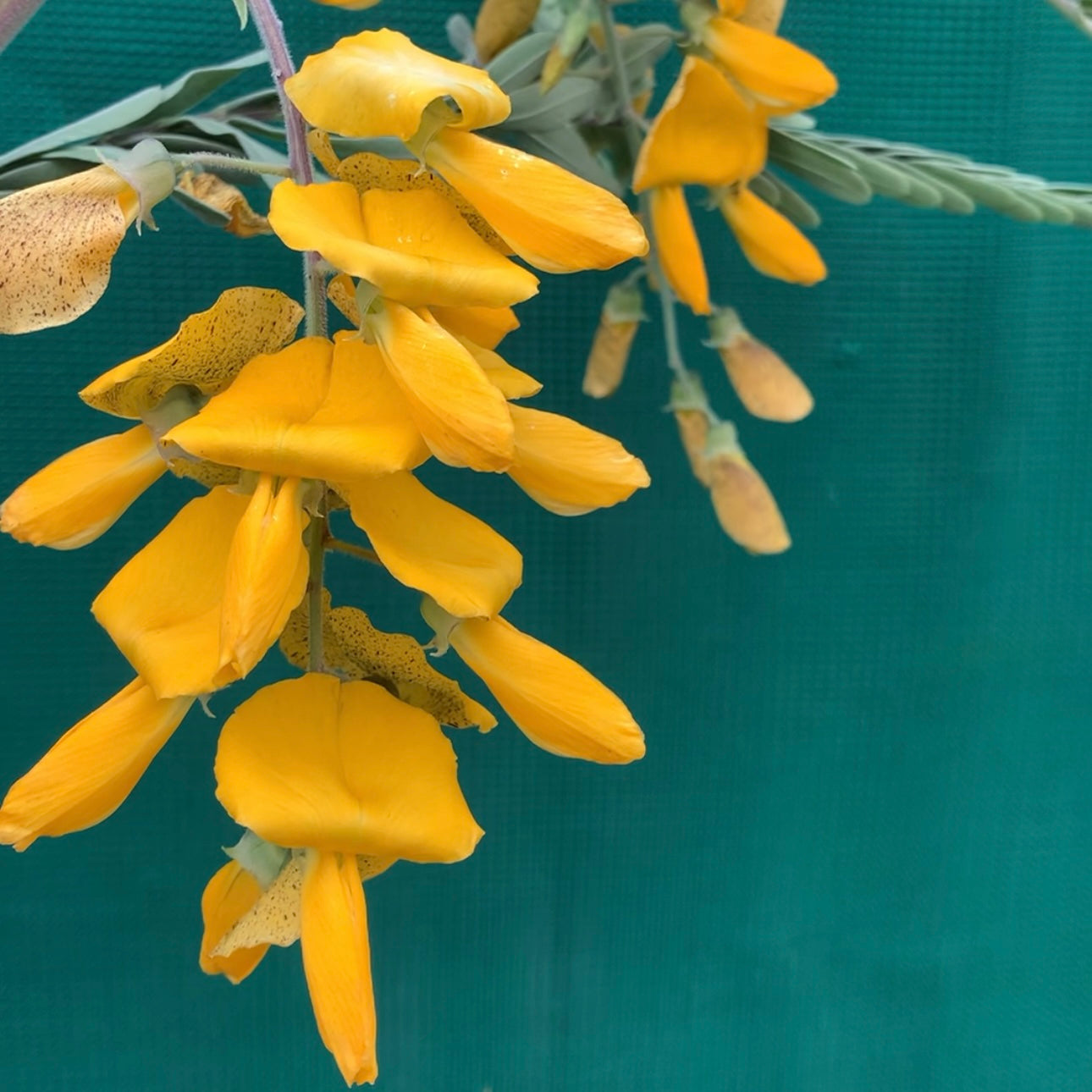 Yellow Pea Bush - Sesbania cannabina