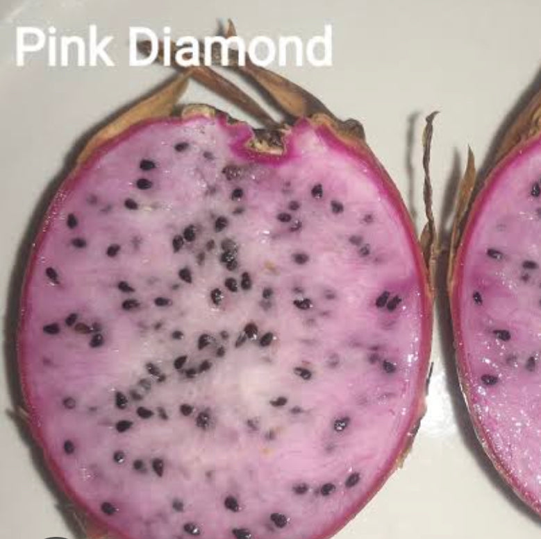 Dragon Fruit ‘Pink Diamond’