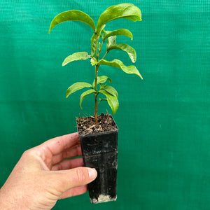 Small-leaved Tamarind - Diploglottis campbellii