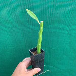 Dragon Fruit ‘Orange Giant’