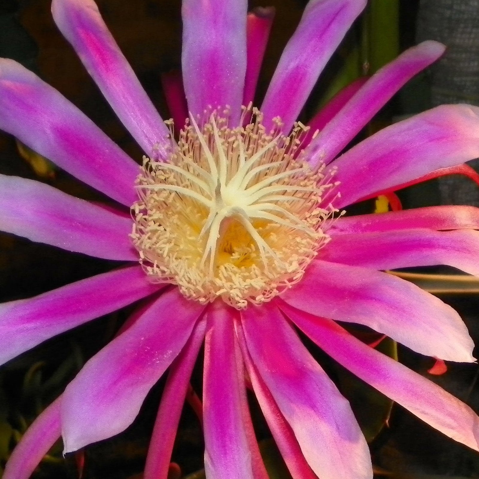 Dragon Fruit ‘Kathy Van Arum’