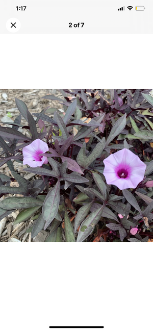 Sweet Potato ‘Purple Raven’