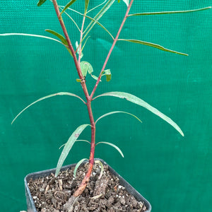 Ironbark - Eucalyptus crebra
