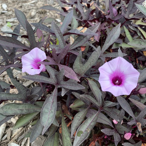 Sweet Potato ‘Purple Raven’