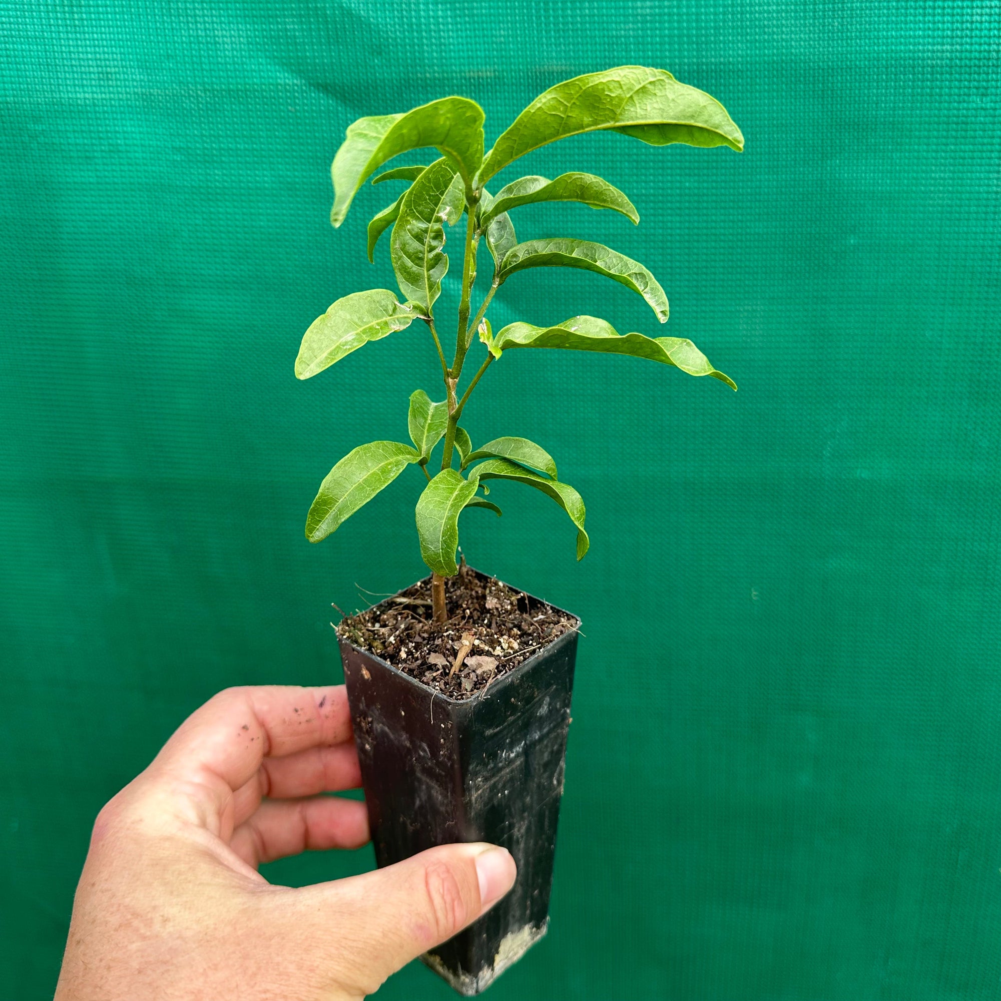 Small-leaved Tamarind - Diploglottis campbellii