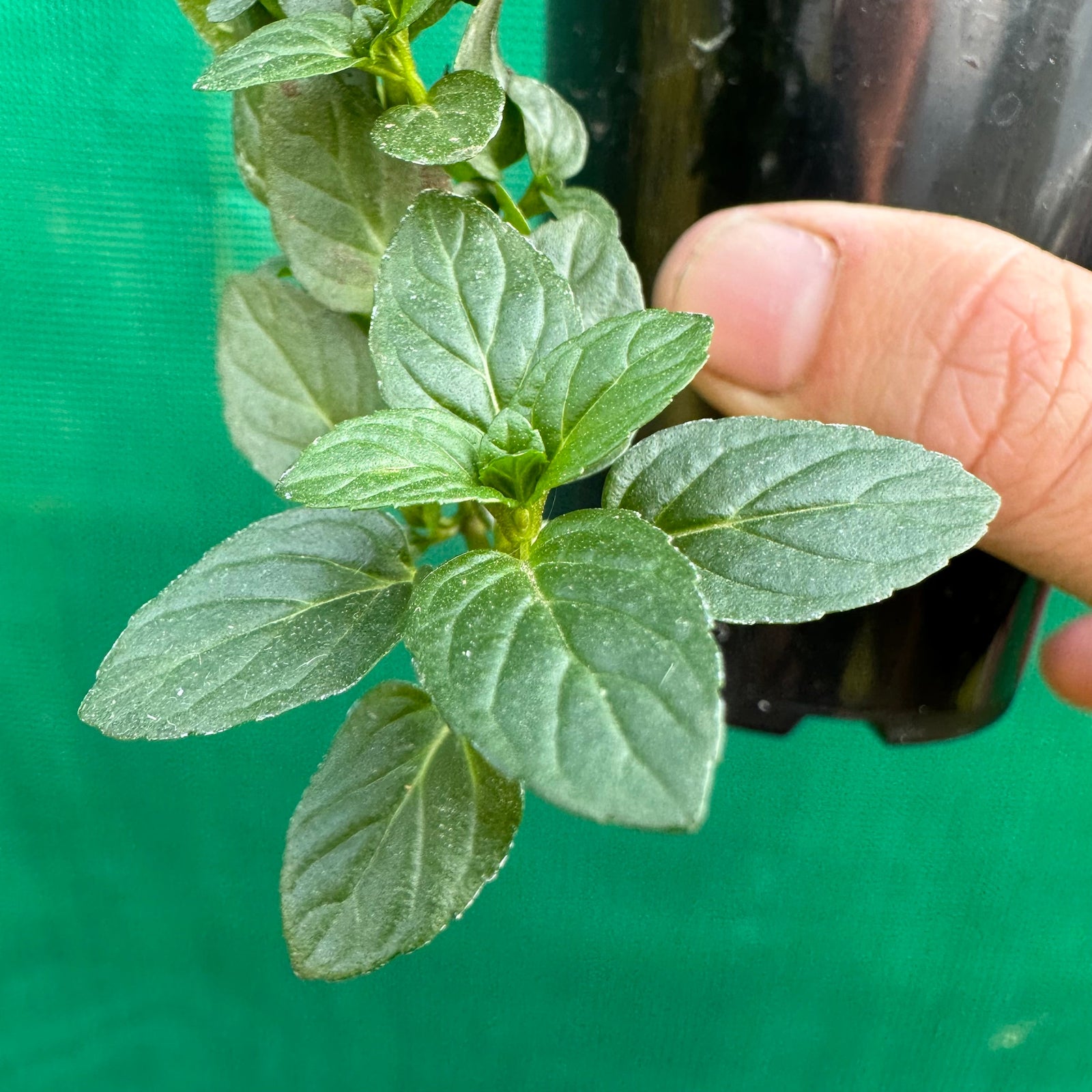 Peppermint - Mentha piperita
