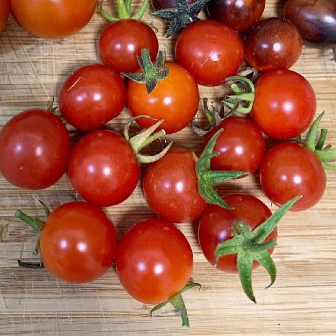 Red Cherry Tomato ‘Sugar Lump’ - Edible Jungle Nursery