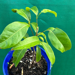 Lychee - Litchi chinesis