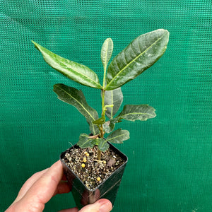 Tuckeroo Tree - Cupaniopsis anacardioides