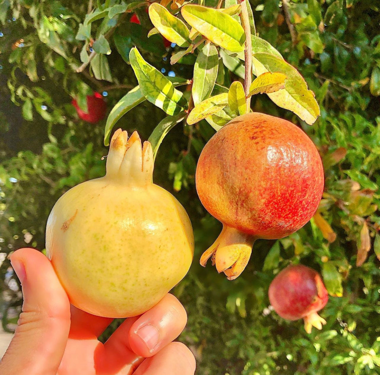 Pomegranate Red Punica granatum