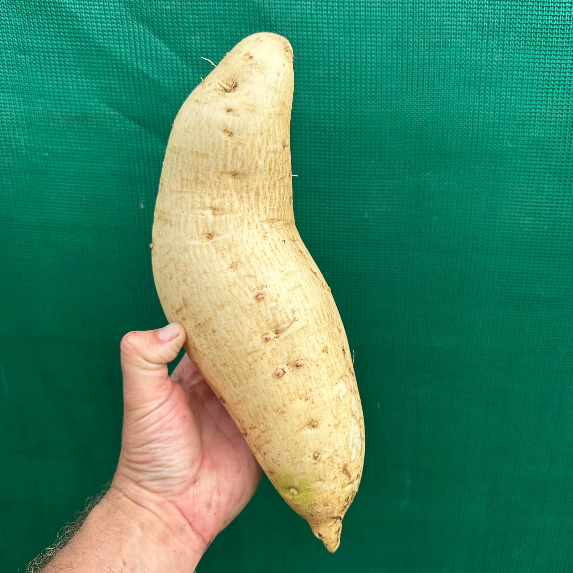 Sweet Potato ‘White on White’