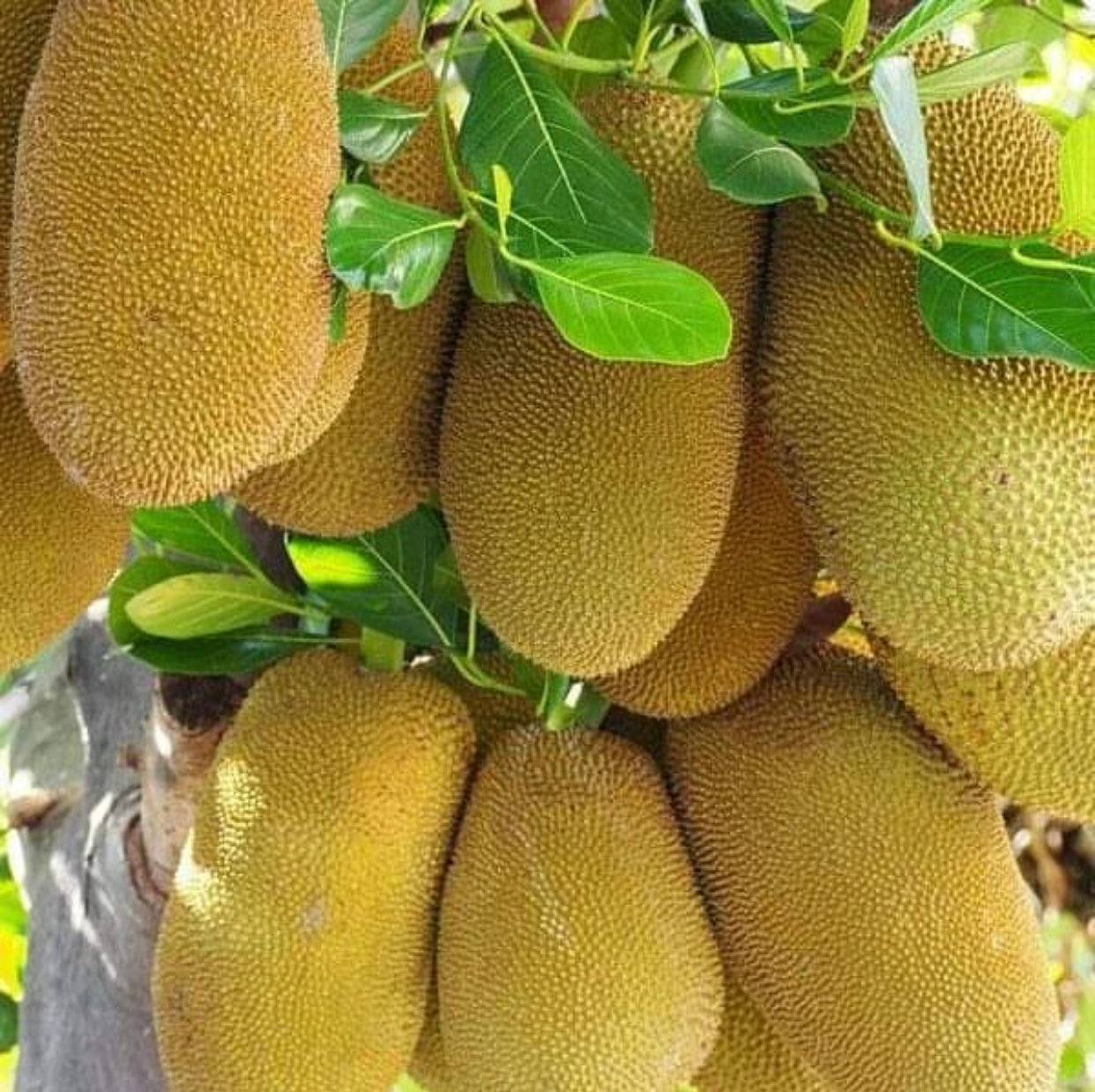 Jackfruit - Artocarpus heterophyllus