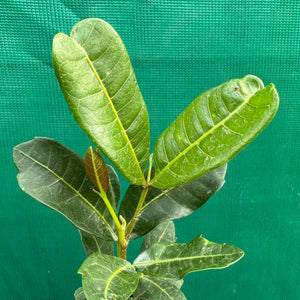 Tuckeroo Tree - Cupaniopsis anacardioides