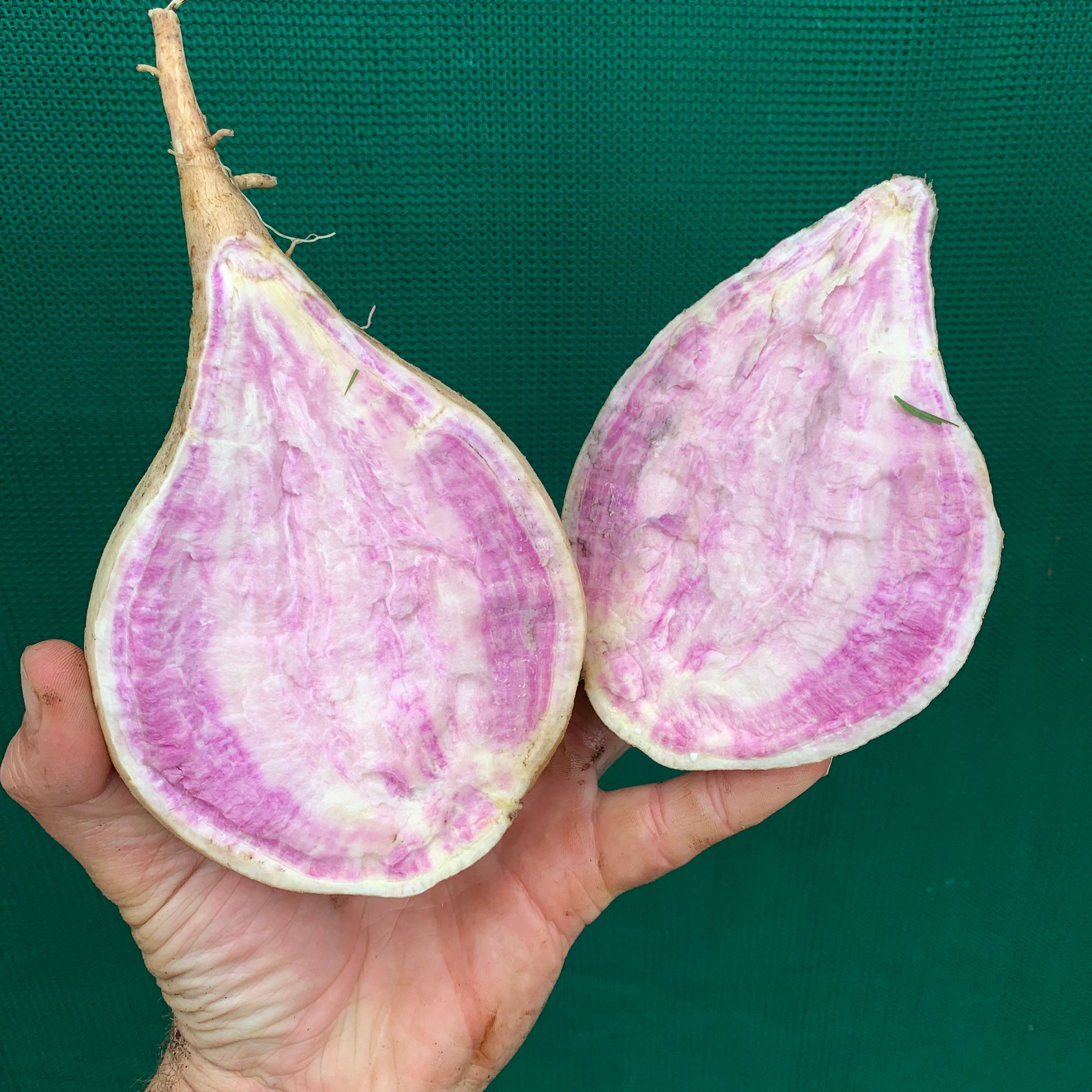 Sweet Potato ‘Hawaiian Purple’