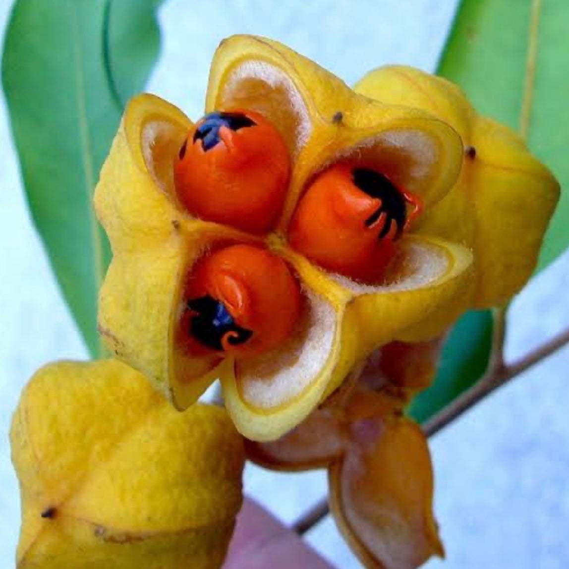 Tuckeroo Tree - Cupaniopsis anacardioides