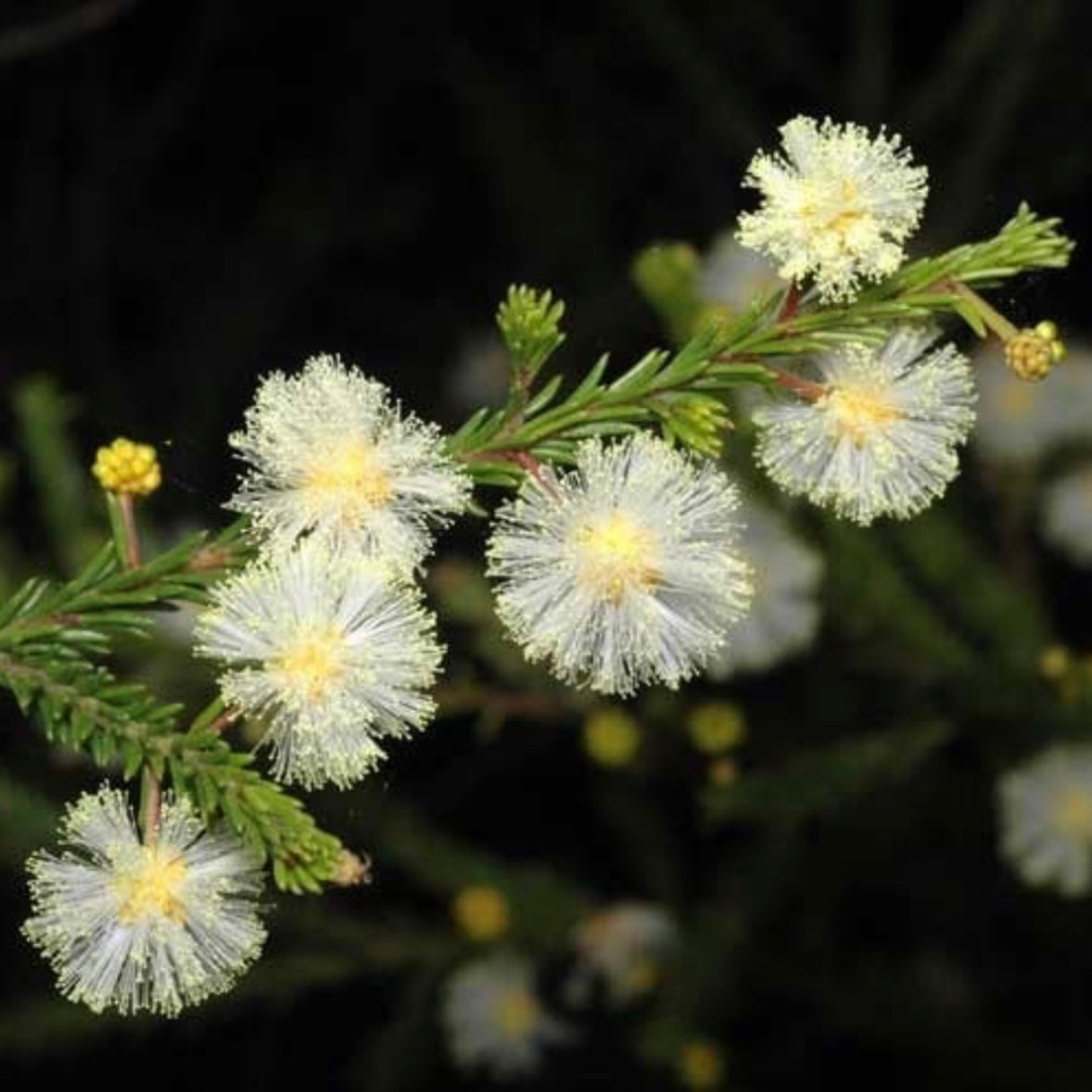 Brown Wattle - Acacia brunioides