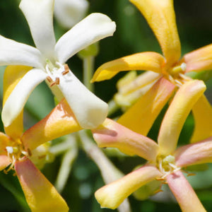 Native Frangipani - Hymenosporum flavum