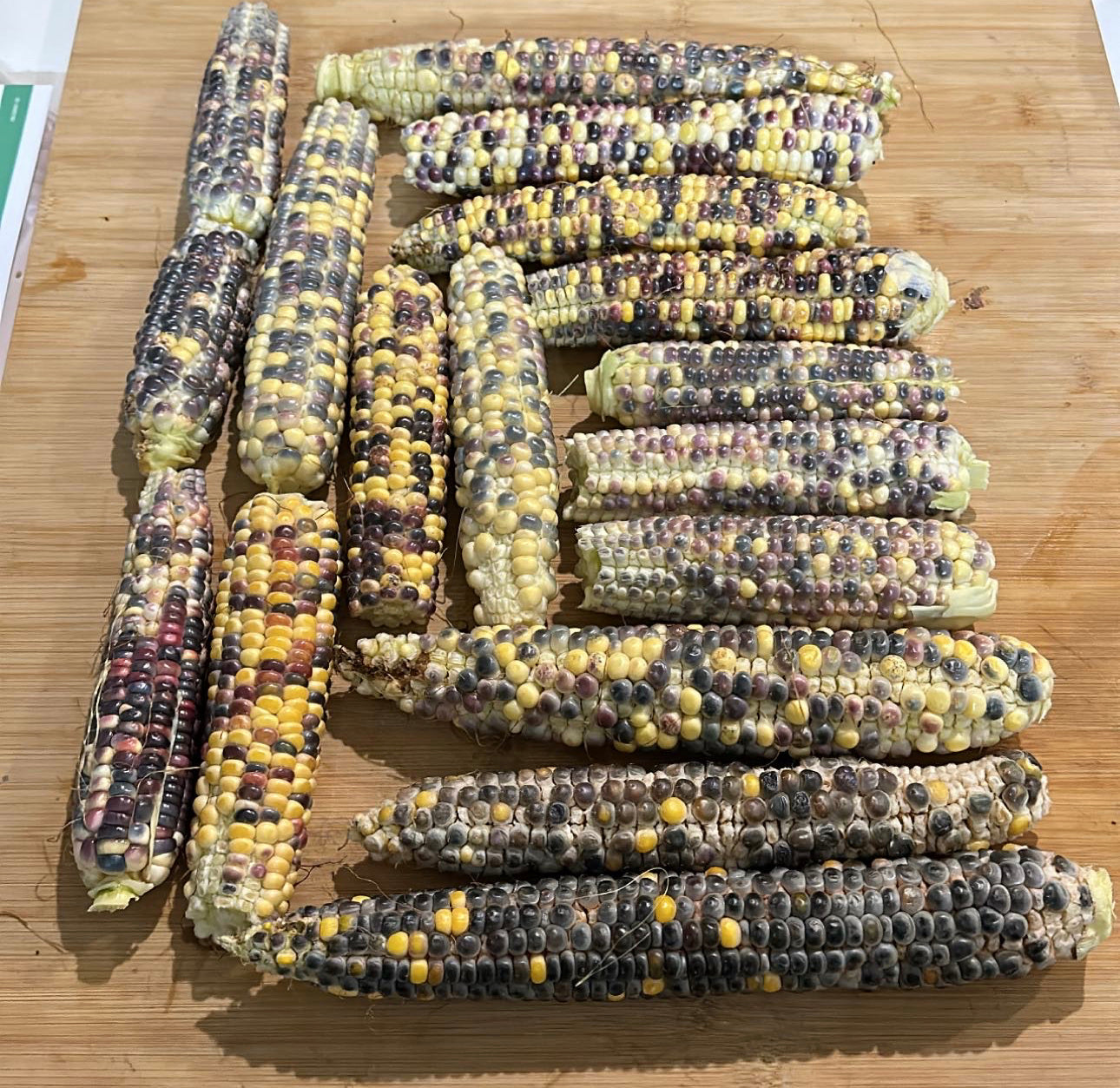 Rainbow Corn