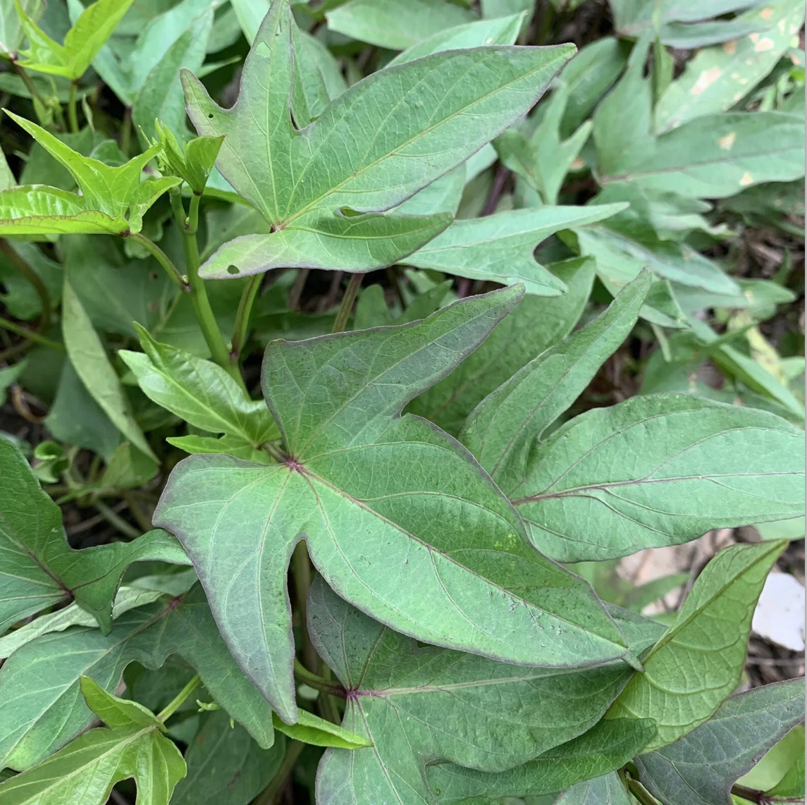 Sweet Potato ‘Kumara’ NEW