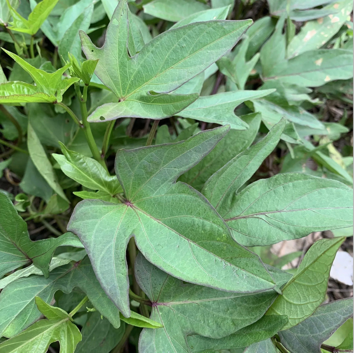 Sweet Potato ‘Kumara’