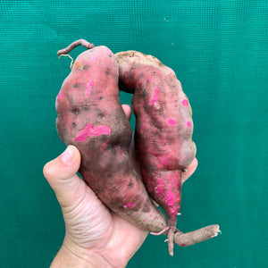 Sweet Potato ‘Kumara’
