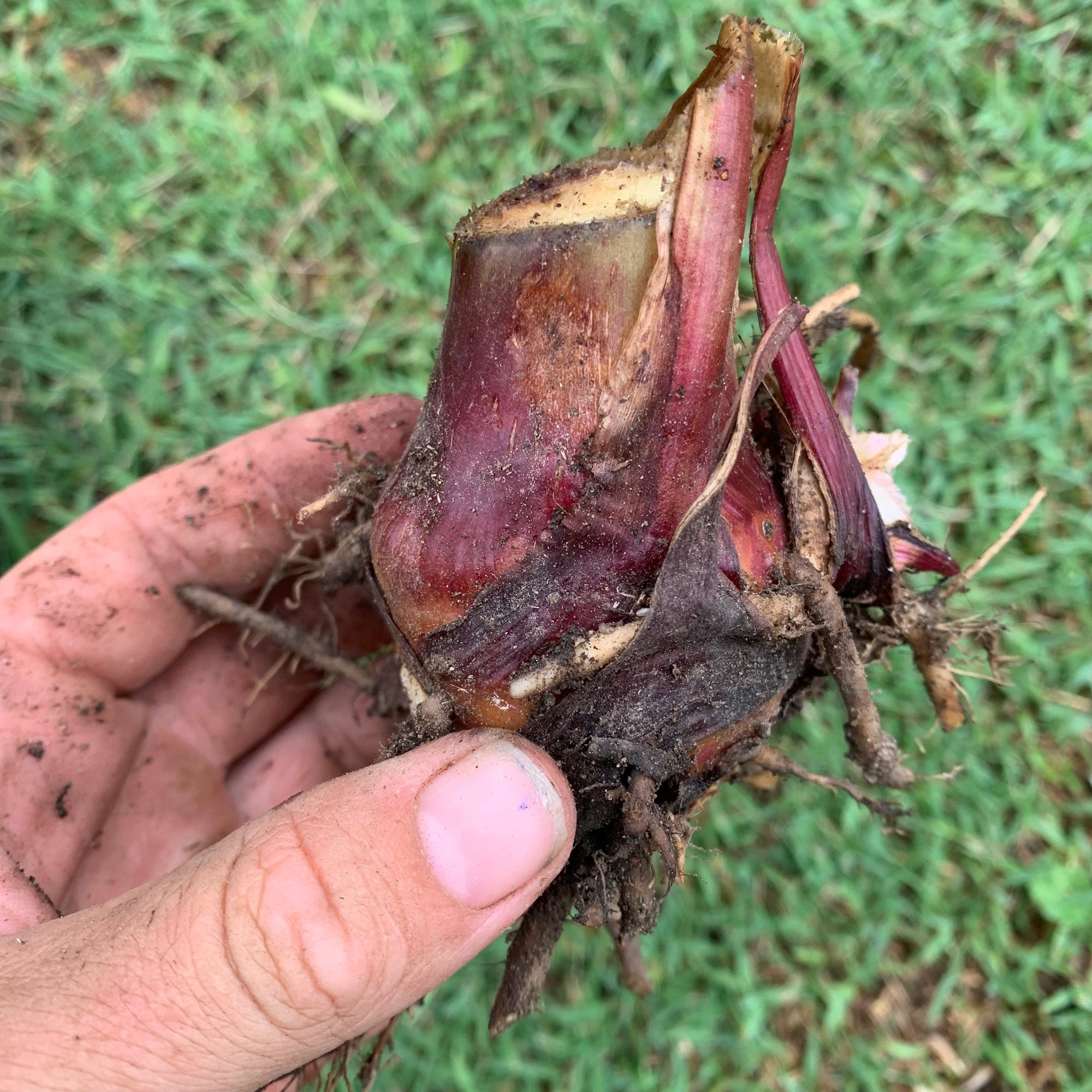 Canna edulis / QLD Arrowroot ‘Rojo’