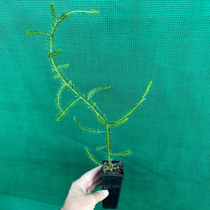 Brown Wattle - Acacia brunioides