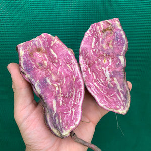 Sweet Potato ‘Kumara’ NEW