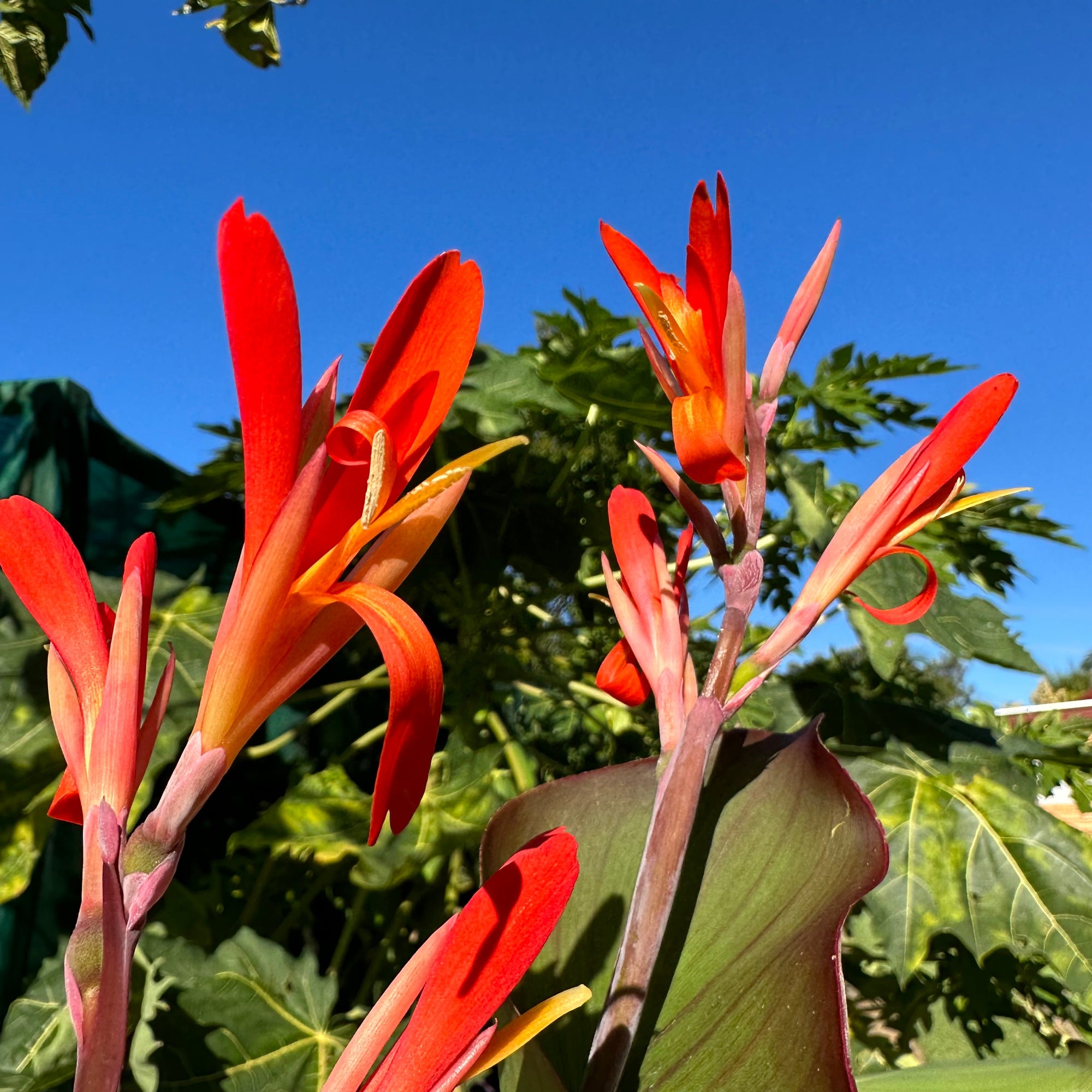 Canna edulis / QLD Arrowroot ‘Rojo’